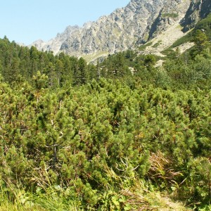 Vysoké Tatry